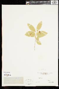 Lonicera canadensis image