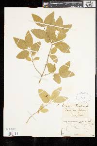 Lonicera canadensis image