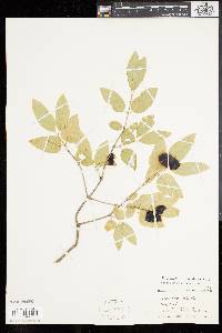 Lonicera canadensis image