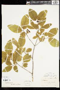 Lonicera canadensis image