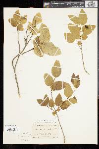 Lonicera canadensis image