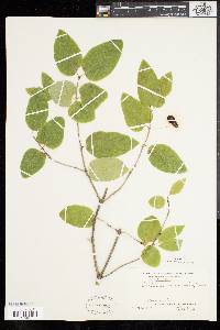 Lonicera canadensis image