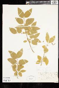 Lonicera canadensis image