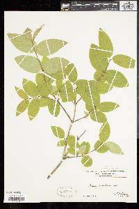 Lonicera canadensis image