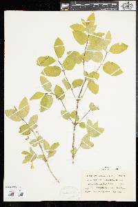 Lonicera canadensis image