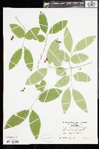 Lonicera canadensis image