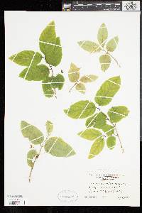 Lonicera canadensis image