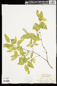 Lonicera canadensis image