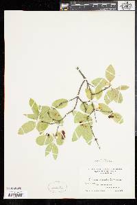 Lonicera canadensis image