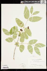 Lonicera canadensis image