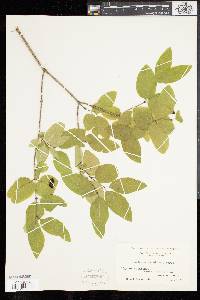 Lonicera canadensis image