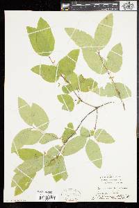 Lonicera canadensis image