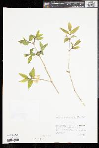 Lonicera canadensis image