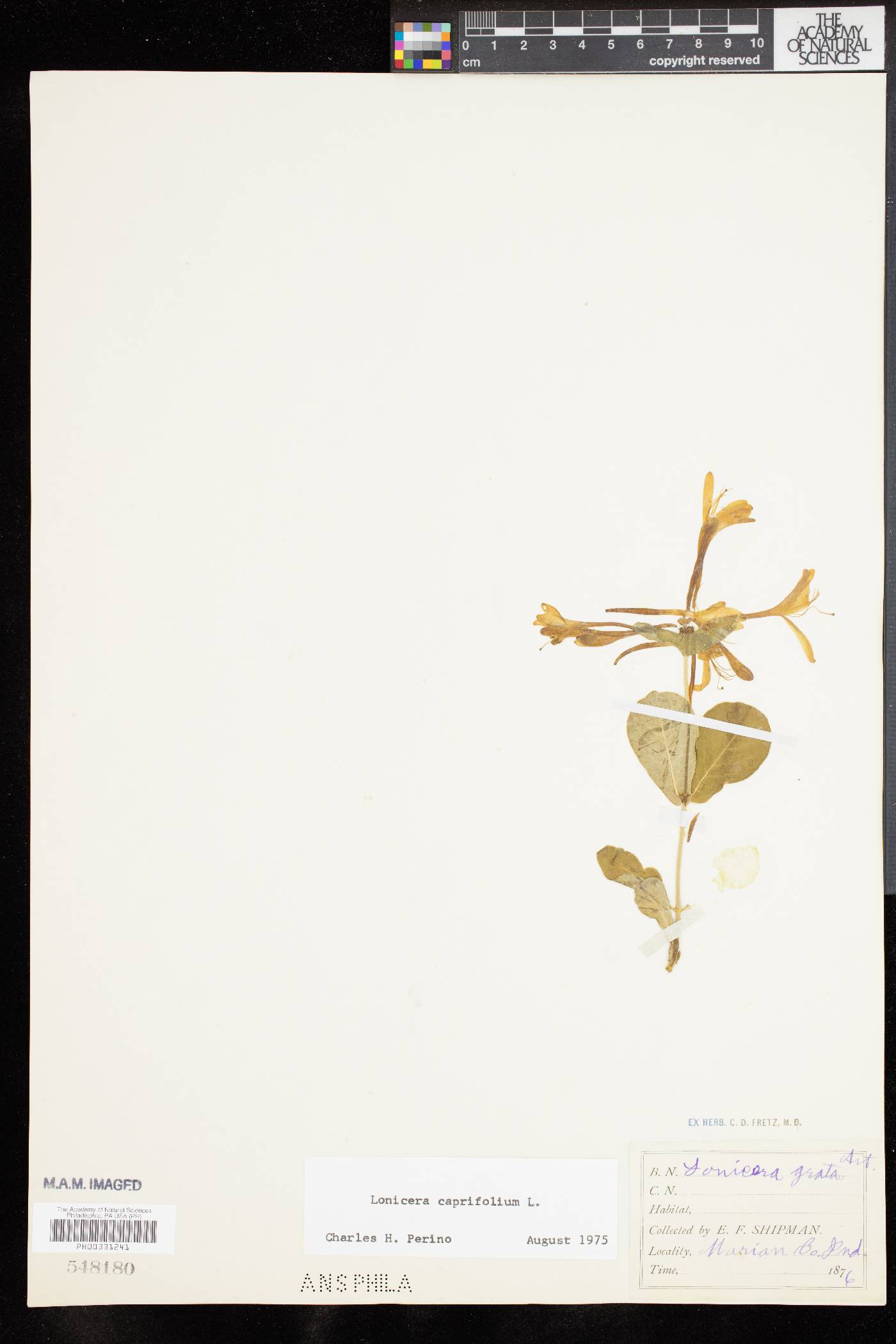 Lonicera caprifolia image