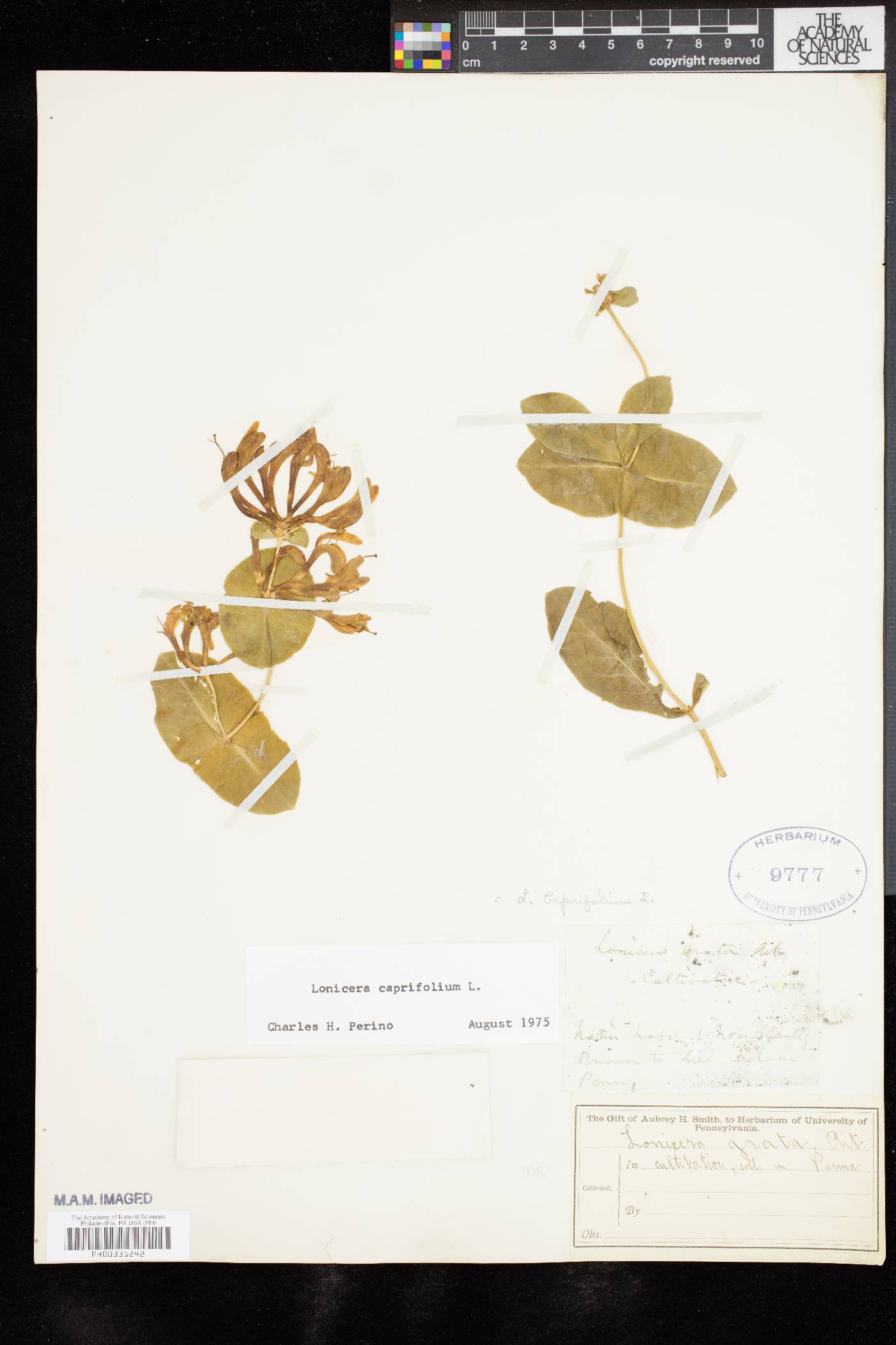 Lonicera caprifolia image