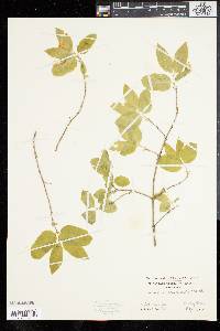 Lonicera canadensis image