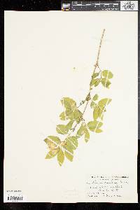 Lonicera canadensis image