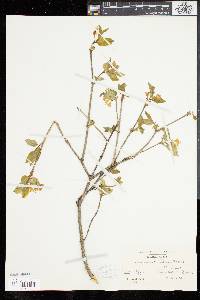 Lonicera canadensis image