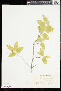Lonicera canadensis image