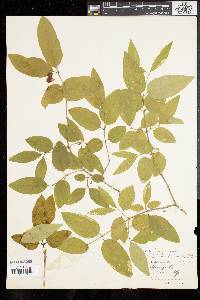 Lonicera canadensis image