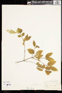 Lonicera canadensis image