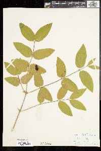 Lonicera canadensis image