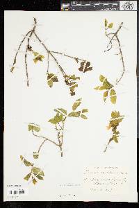 Lonicera canadensis image