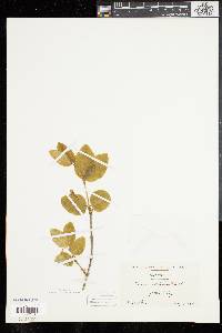 Lonicera canadensis image