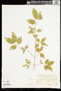 Lonicera canadensis image