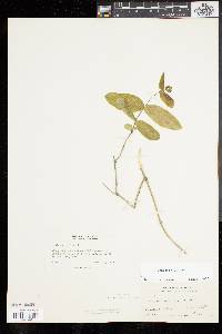 Lonicera dioica image