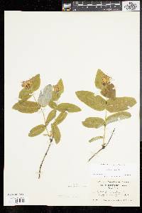 Lonicera dioica image