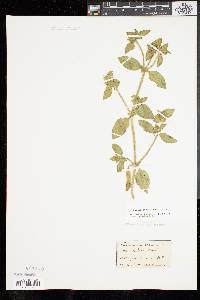 Richardia brasiliensis image