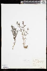 Houstonia tenuifolia image
