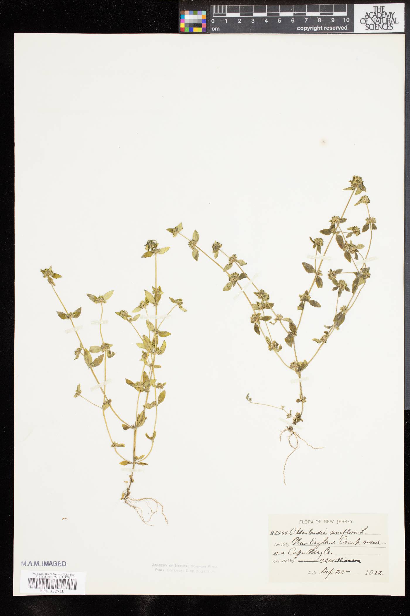 Oldenlandia uniflora image