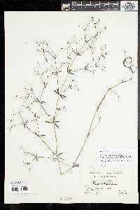 Galium obtusum image