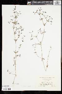 Galium obtusum image