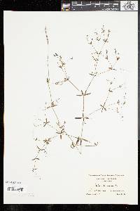 Galium obtusum image