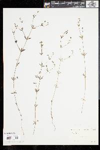 Galium obtusum image