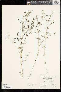 Galium obtusum image