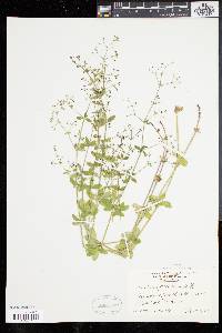 Galium pilosum image