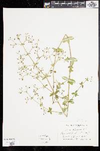 Galium pilosum image