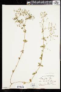 Galium pilosum image