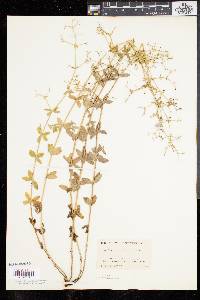 Galium pilosum image