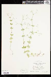 Galium pilosum image