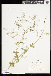 Galium pilosum image