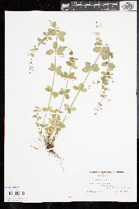 Galium pilosum image