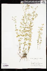 Galium pilosum image