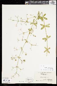 Galium pilosum image