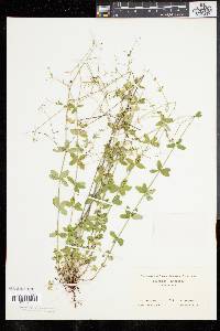 Galium pilosum image