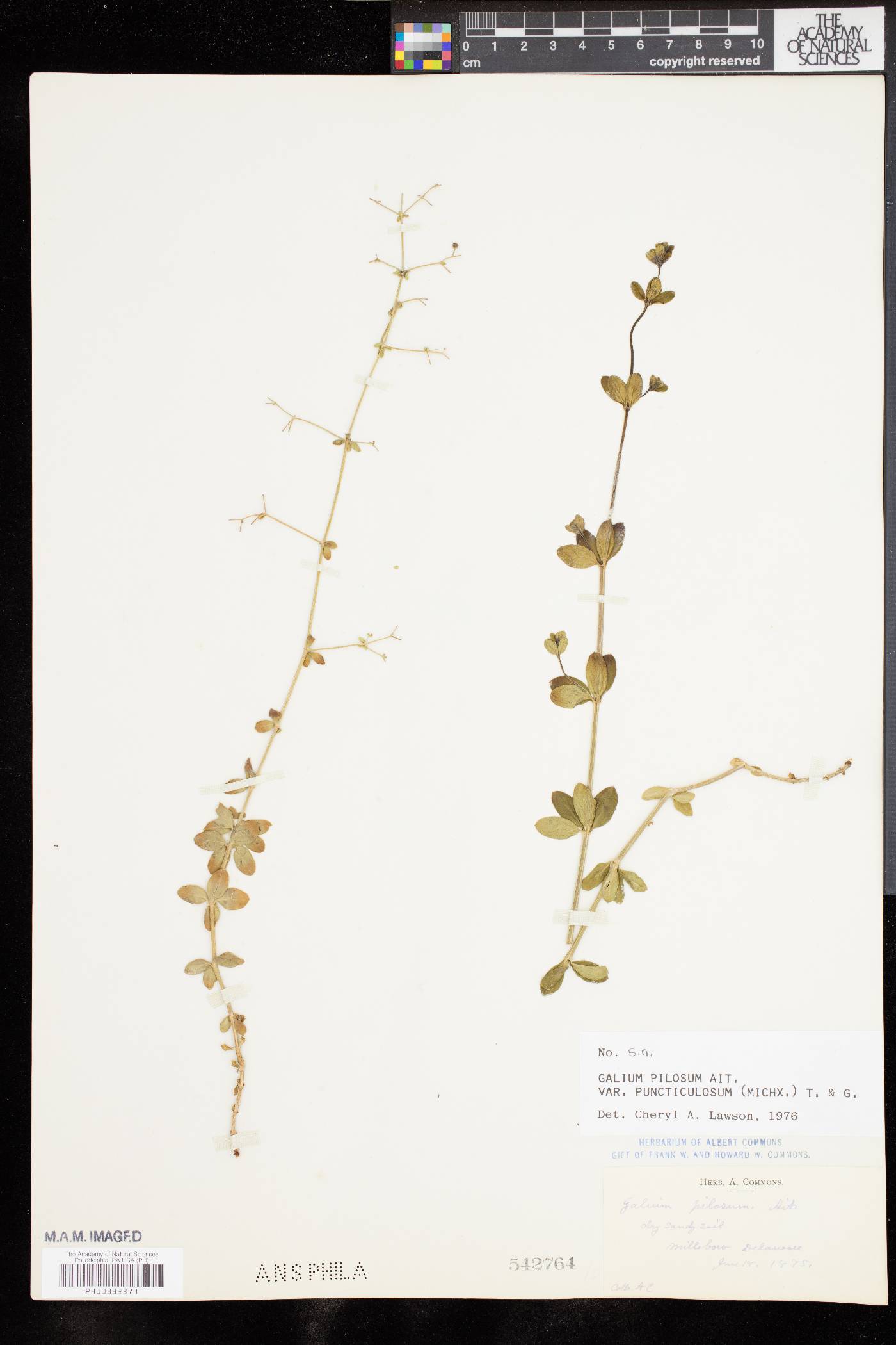 Galium pilosum var. puncticulosum image